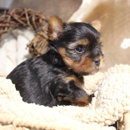 Ollie - Black and tan male Yorkshire Terrier puppy in Eastland, Texas from Peach Yorkies