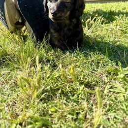 Dachshund Puppies from Lovin’ Li’s Furry Sausages