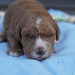 Stitch - Red  male Goldendoodle puppy in Lancaster, Pennsylvania from Henriquez Puppies