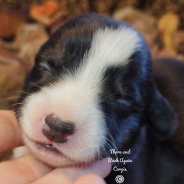 Onyx - Black and white female Cardigan Welsh Corgi puppy in Winston, Oregon from There and Back Again Corgis