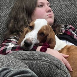 Maggie - Basset Hound