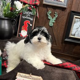 Havanese Puppies from Homeward Havanese, LLC