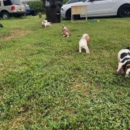 Basset Hound Puppies from Synbella's Charming Basset's