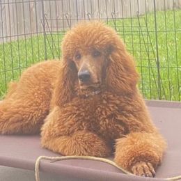 BELLA - Poodle