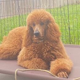 BELLA - Poodle