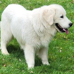 Mr. Lucky - Golden Retriever