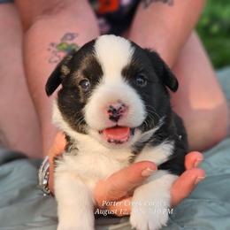 Jade - Brindle and white female American Corgi puppy in Boise, Idaho from Porter Creek Corgis