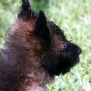 Belgian Laekenois Puppies from Chiens de Rafale