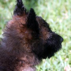 Belgian Laekenois Puppies from Chiens de Rafale
