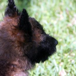 Belgian Laekenois Puppies from Chiens de Rafale