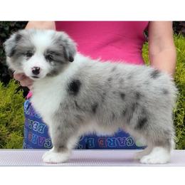 Lilly - Blue merle female Border Collie puppy in Dunn, North Carolina from Coylety Border Collies