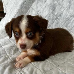 Hershey - Red tri female Miniature Australian Shepherd puppy in Alabama from SBA Aussies
