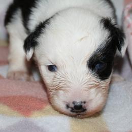 Muncho - Black tri-color female Australian Shepherd puppy in Laurel, Mississippi from Reeves Australian Shepherds