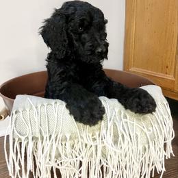 Jester - Black male Goldendoodle puppy in Macclenny, Florida from Davis's Doodles