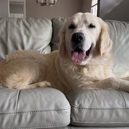 Otto - Golden Retriever