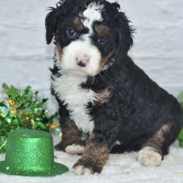 Blair - Tri-color female Bernedoodle puppy in Moulton, Iowa from Shondel Puppy Paws