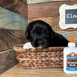 Elmer - White and black male Newfoundland puppy in Tully, New York from Bear Paw Newfoundlands