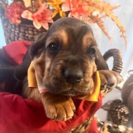 Loki - Black tan and white male Basset Hound puppy in Willow Spring, North Carolina from Blackberry Creek Basset Hounds