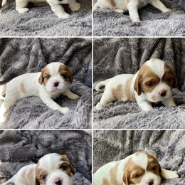 Cavalier King Charles Spaniel and Companion Cross Puppies from Bluffroads Cavaliers and Chiliers