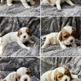 Cavalier King Charles Spaniel and Companion Cross Puppies from Bluffroads Cavaliers and Chiliers