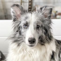 Gypsy - Shetland Sheepdog