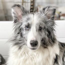 Gypsy - Shetland Sheepdog