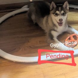 Starlight - Pomsky puppy from Gypsy Rose Pomskies