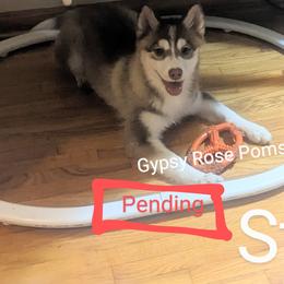 Starlight - Pomsky puppy from Gypsy Rose Pomskies