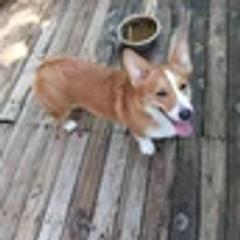 Pembroke Welsh Corgis from Welsh Dragon Pembroke Welsh Corgis