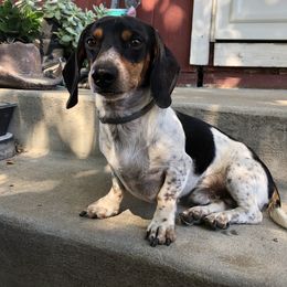 Moose - Dachshund