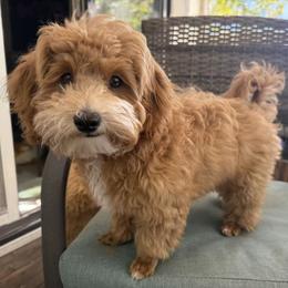 Luna - Brown female Maltipoo puppy in San Jose, California from Wendy's Maltipoos