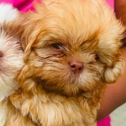 Baby Tyson - Red male Shih Tzu puppy in Detroit, Michigan from Friends4everkennel LLC