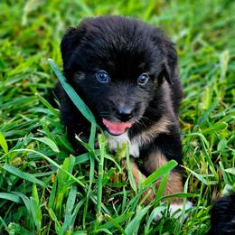 Justice - Black tri-color female Australian Shepherd puppy in Silex, Missouri from Small Town Australian Shepherds