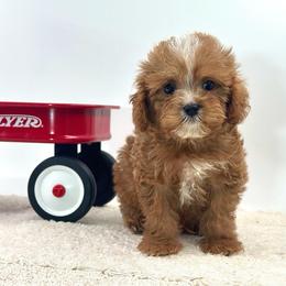 Mason - Red male Cavapoo puppy in Melissa, Texas from Southern Love Cavapoos & Maltipoos