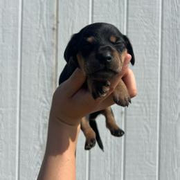 Sam - Black and tan male Dachshund puppy in Nashville, Arkansas from Cuddles n Curls