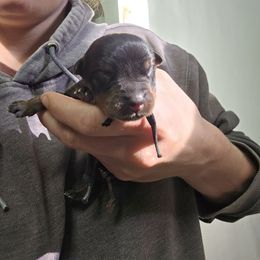 Black - Black and mahogany male Rottweiler puppy in Tangent, Oregon from Raya's Royals
