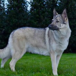 Silvy - Shiloh Shepherd