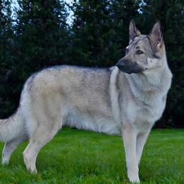 Silvy - Shiloh Shepherd