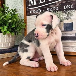 Yukon - Harlequin male Great Dane puppy in Carencro, Louisiana from Halsey Danes