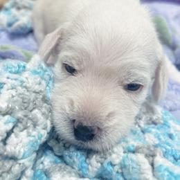 Miniature Schnauzer Puppies from Miniature Schnauzer Paradise llc