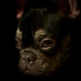 French Bulldogs from MAMA PAWS LLC