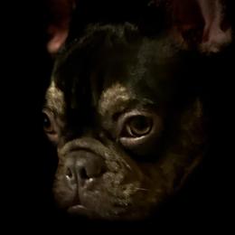 French Bulldogs from MAMA PAWS LLC