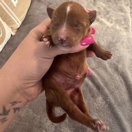 Goldendoodle Puppies from Golden doodle love 💕