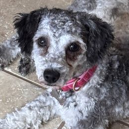 Tesa - Cockapoo