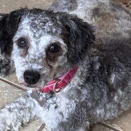 Tesa - Cockapoo