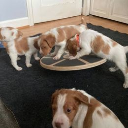 Brittany Puppies from Fox Mtn Brittanys