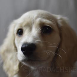 Posey - Cream female Dachshund puppy in Visalia, California from Paradachs Kennels