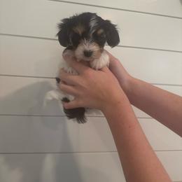 Cowboy - Tri-color male Cavapoo puppy in Lafayette, Oregon from Wine Country Cavapoos