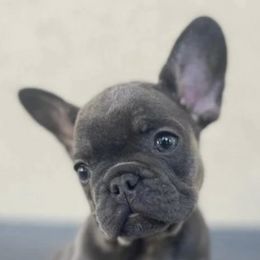 French Bulldogs from Ballistic Frenchies