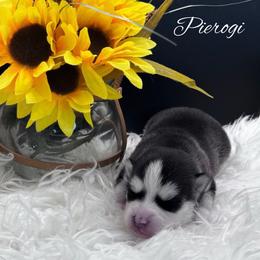 Pierogi - Wolf sable female Pomsky puppy in Venus, Pennsylvania from Hemlock Pines Pomsky